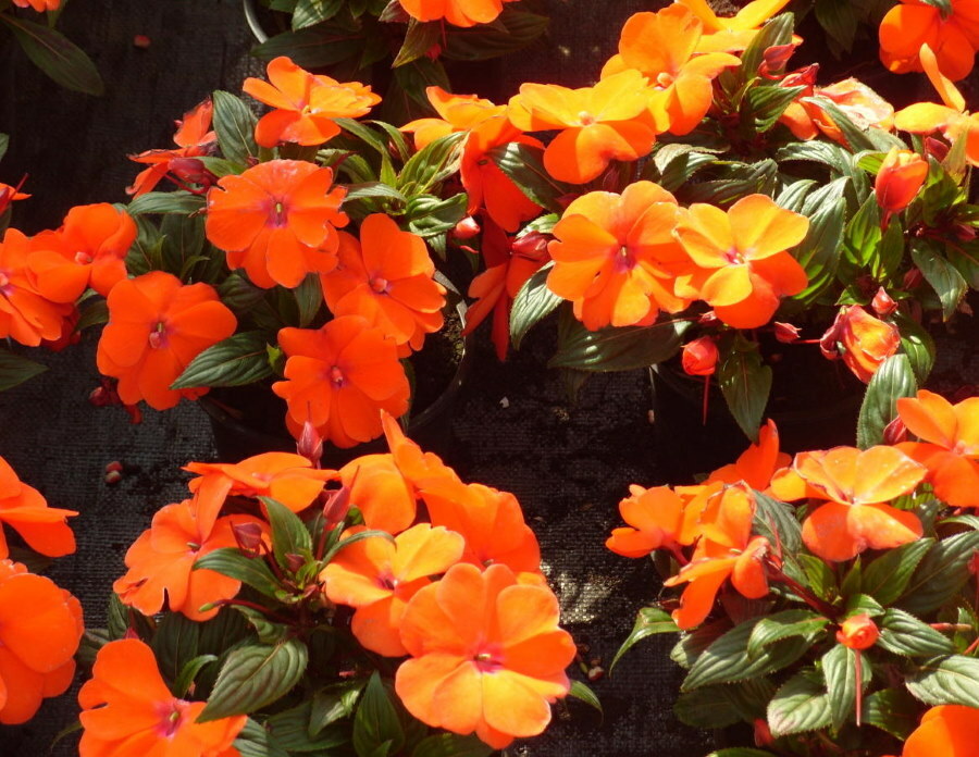 Neuguinea-Balsam mit leuchtend orangen Blüten
