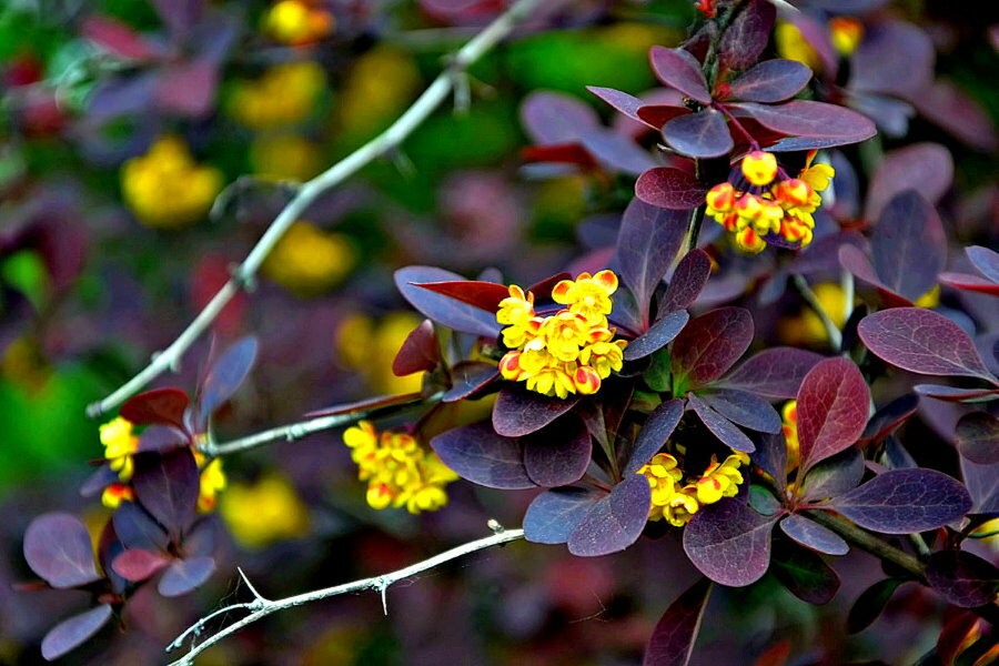 Žluté květy na větvích hybridního dřišťálu