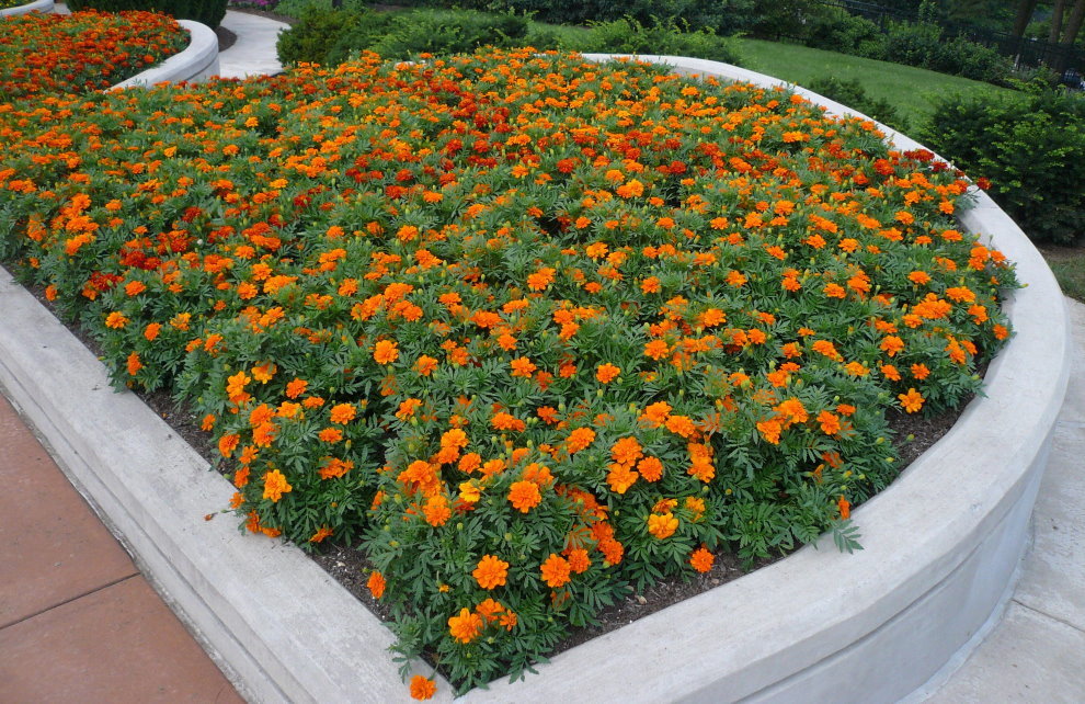 Zahrada záhon s oranžovými měsíčky