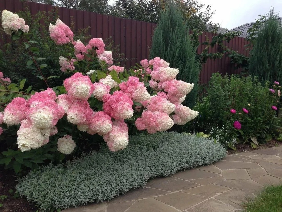 Arbusti per il giardino: tipi decorativi di piante perenni in fiore per cottage estivi, foto