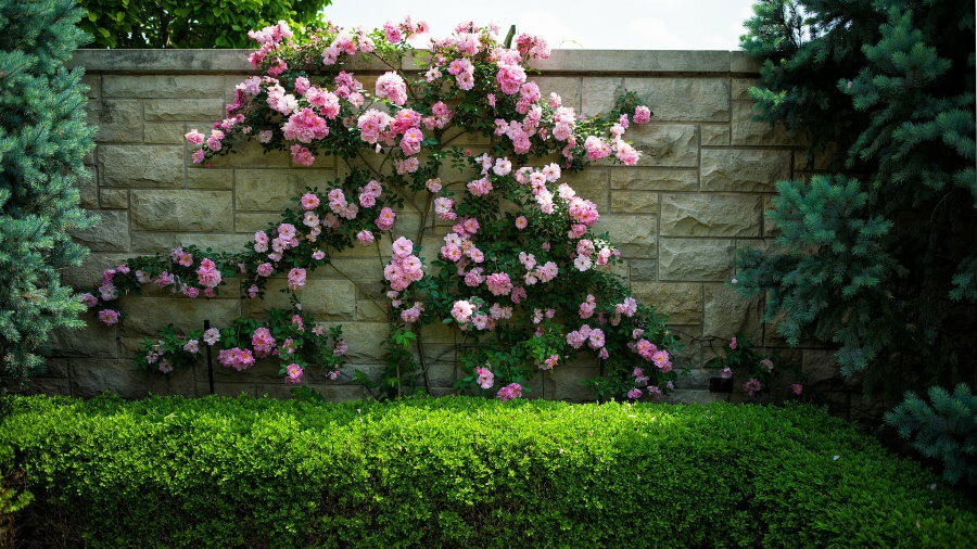 L'arredamento della recinzione principale con una rosa riccia