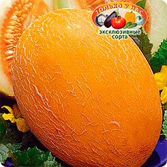 Melonenkerne Meerjungfrau, 12 Stück, Euro-Samen