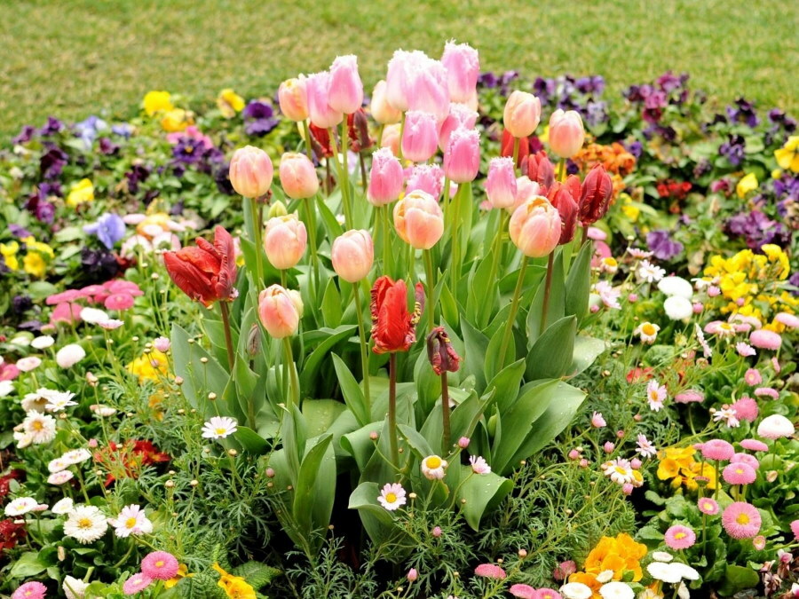 Klomb z kwitnącymi tulipanami pośrodku