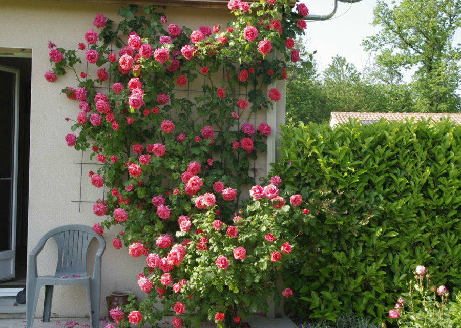 Rosa rampicante a fiore grande su graticcio addossato al muro