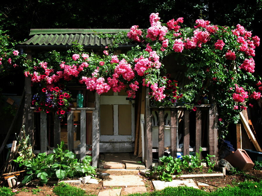 Rosa rampicante in fiore su un vecchio recinto