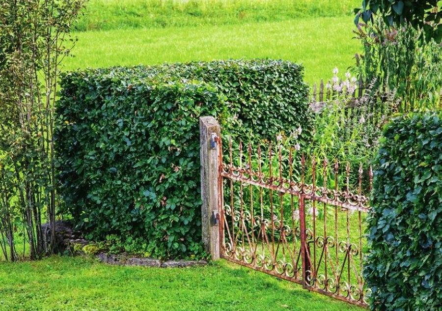 Bukový živý plot v rohu pravidelného plotu