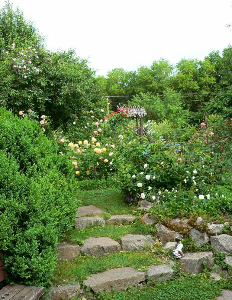 Cespugli di rose nel retro di un giardino in stile misto