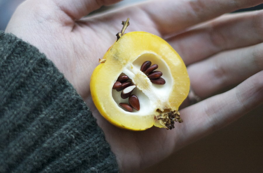 Gesneden Japans kweepeerfruit met zaden erin