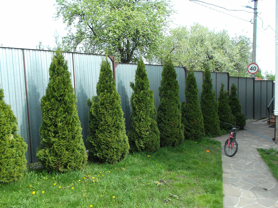 Landskabspleje af nåletræer i et sommerhus og et privat hus, foto
