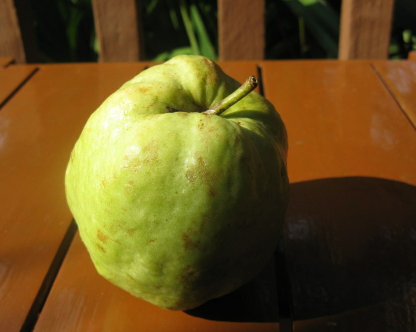 Groen fruit met geribbeld oppervlak van Zubutlinsky-kweepeer