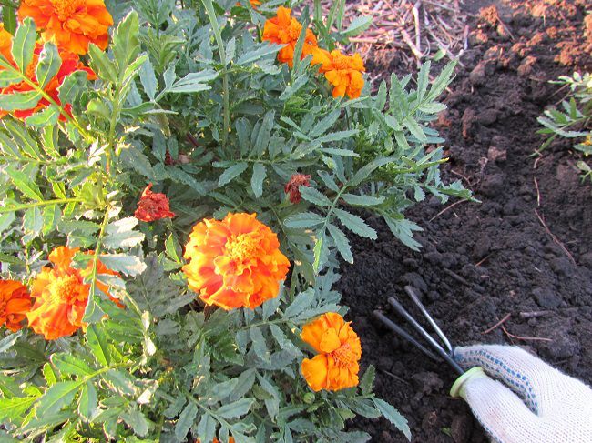 Loosening the soil surface on a bed with marigolds