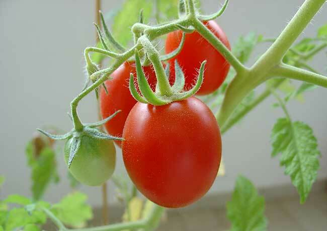 Geriausios pomidorų rūšys, skirtos šiltnamių polikarbonatams