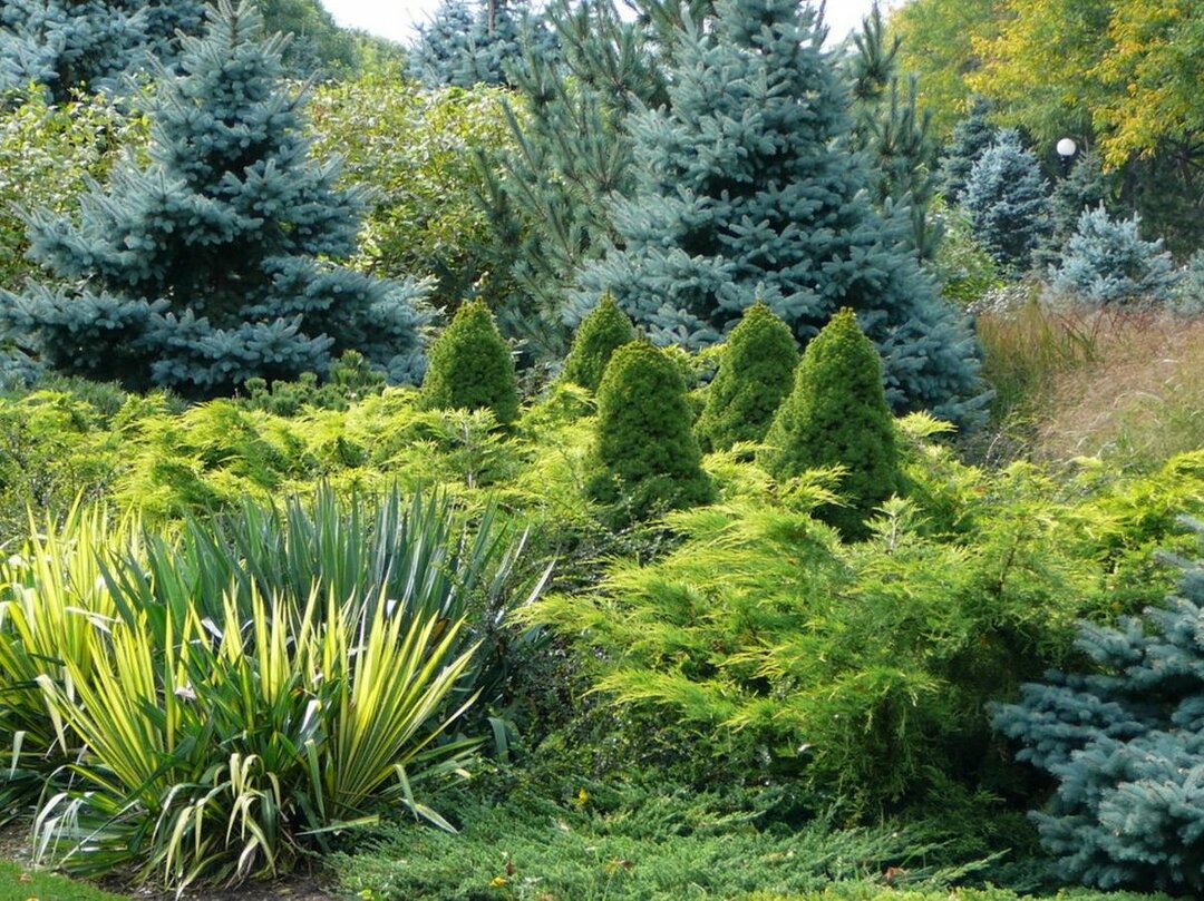 Iglaki w ogrodzie: ozdobne niewymiarowe iglaki i drzewa do domków letniskowych