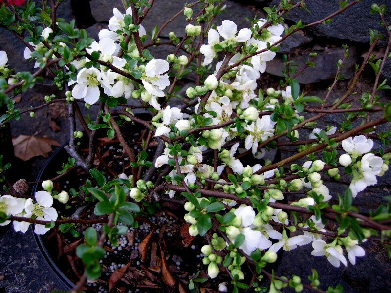 Białe kwiaty na pigwie wczesną wiosną