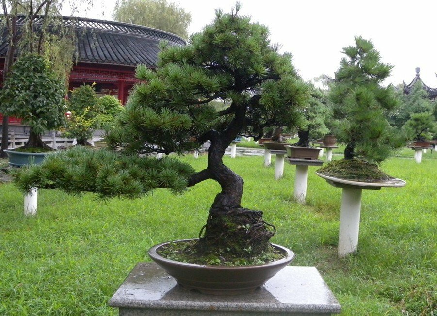 Japanske træer: dværg, mini -træer i fyrretræ, bonsai