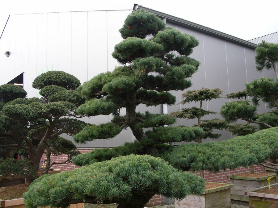 Vysoká bílá japonská borovice