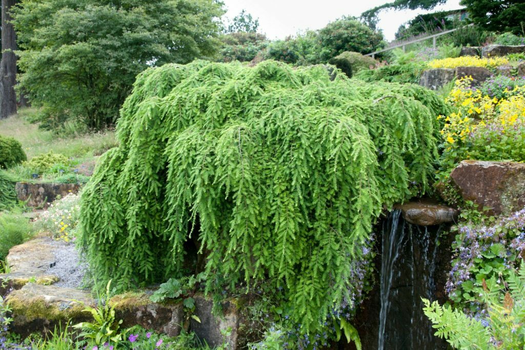 Immergrüne Bäume und Sträucher: eine Liste von Pflanzen für die Gartengestaltung