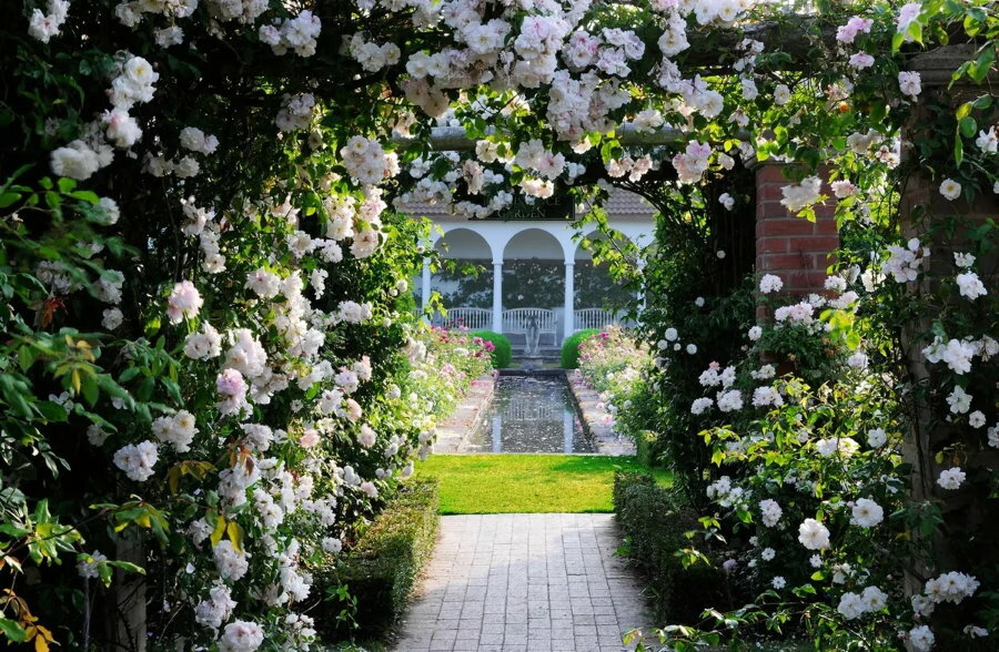 Weiße Rosenblüten auf einer Pergola in einem klassischen Garten