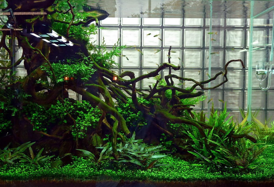 Akvaariumi kaunistamine triivpuuga looduslikus stiilis