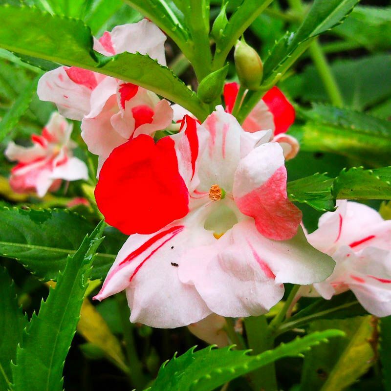 Rosa und weiße Blume auf einem Balsamstiel