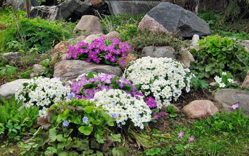 rastline za alpski tobogan