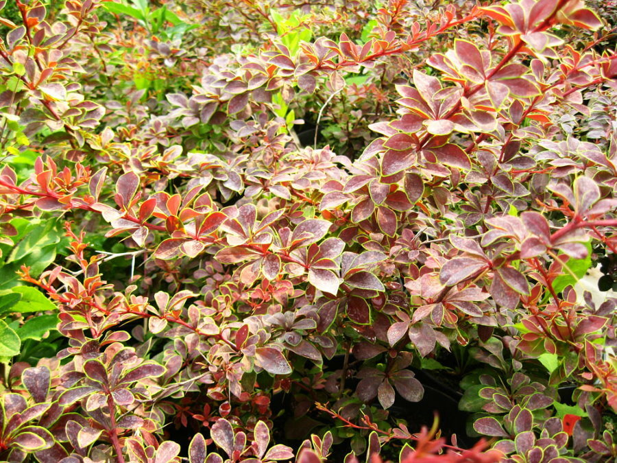 Změna barvy listu na dřišťálu Thunberg Koronita na podzim