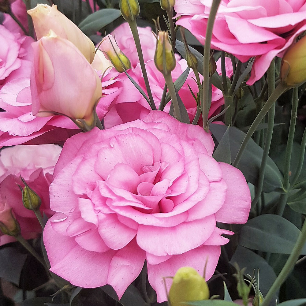 Zdjęcie kwiatów Lisianthus odmiany Mariachi Misty Pink