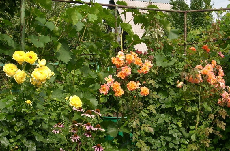 Giardinaggio verticale del giardino con rose rampicanti abbinate all'uva