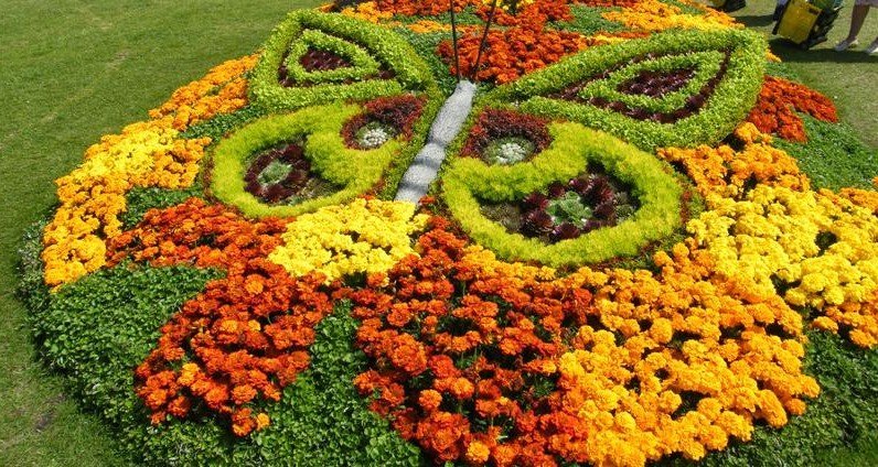 Butterfly on a bed of flowers with marigolds