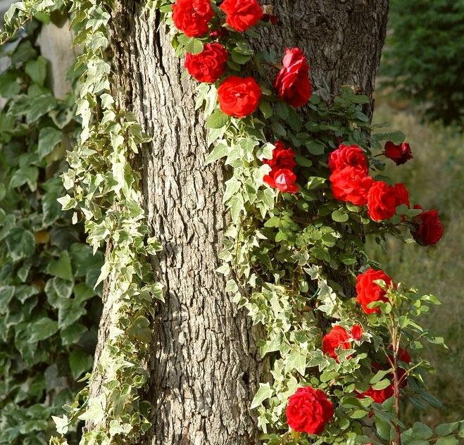 Klatring af rosegrene på et dødt træ