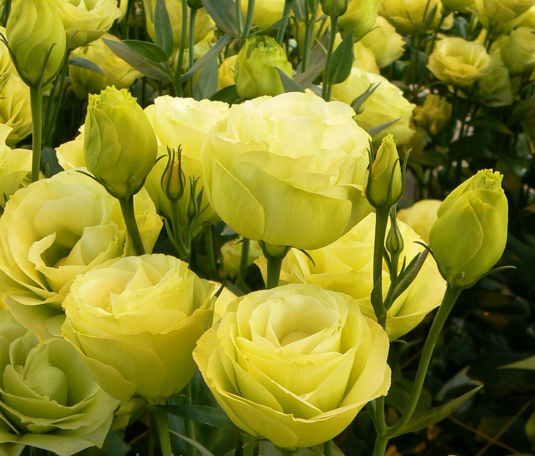 Piękne kwiaty eustoma żółte o delikatnym cytrynowym odcieniu
