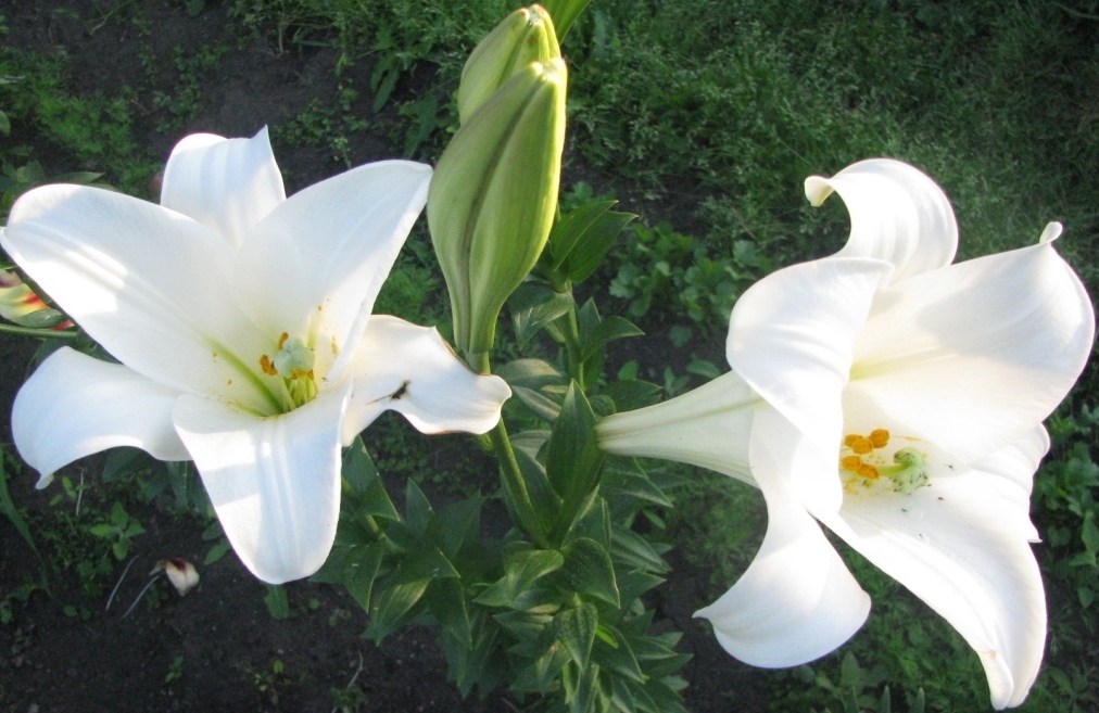 Grynos baltos piltuvo formos gėlės ant „Global Beauty“ lelijos