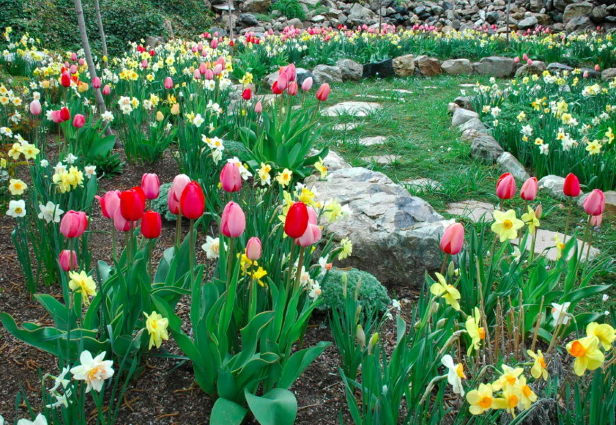 Żonkile i tulipany w skalistym ogrodzie wczesną wiosną