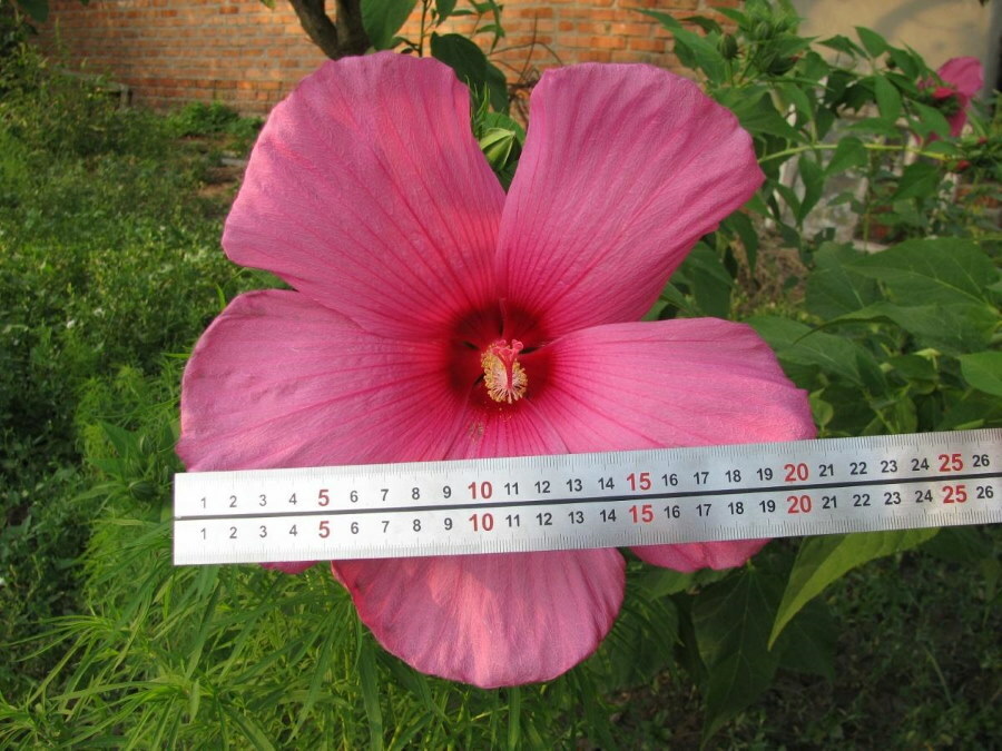 Veľkosti ružového kvetu záhradného ibišteka
