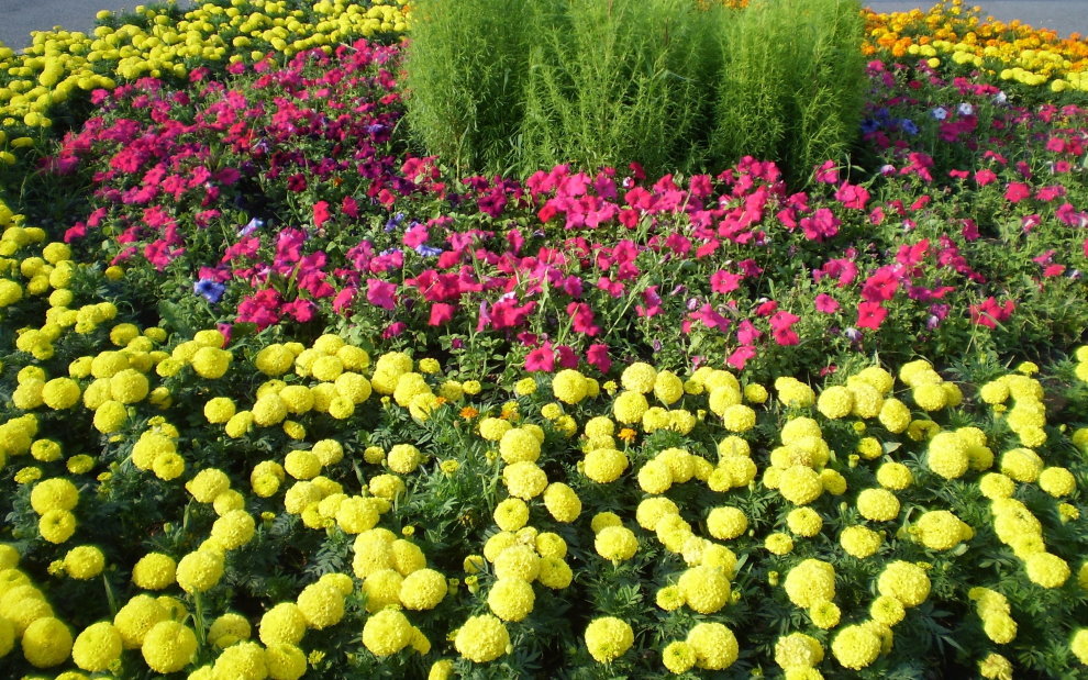 The combination of marigold with petunias in the flower bed