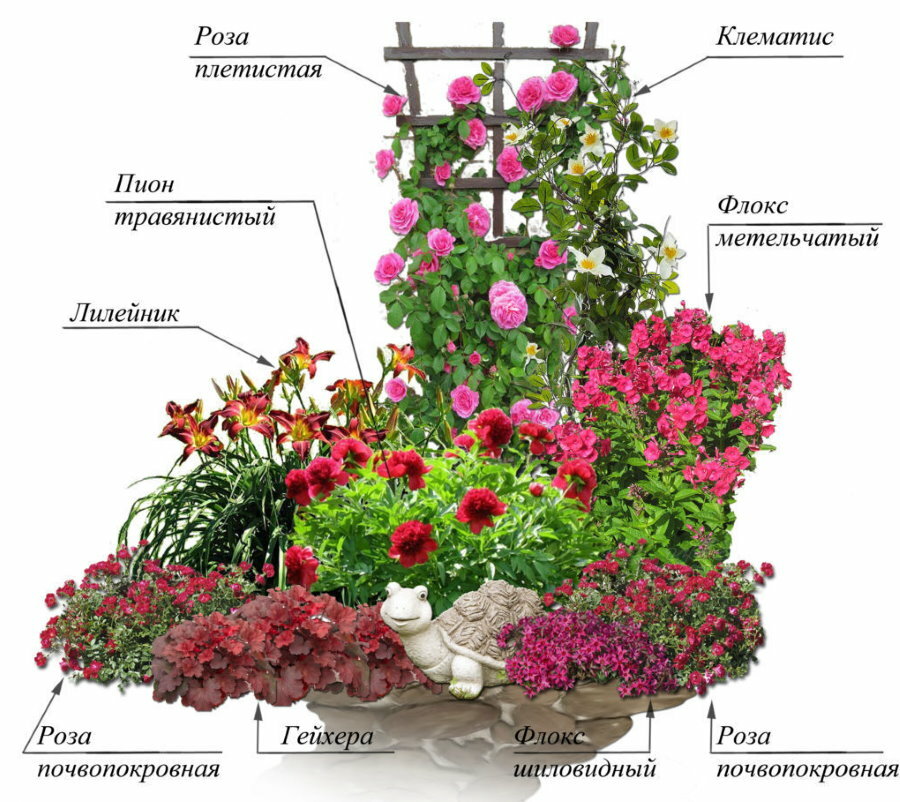 Das Schema eines Blumenbeets mit Rosen und anderen Blumen