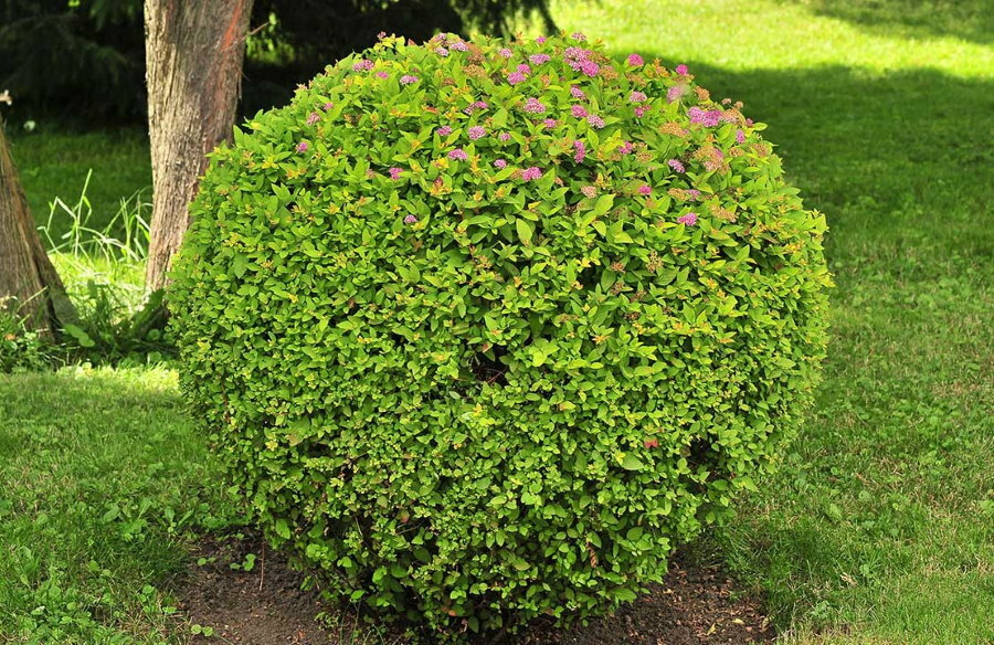 Sférický tvar záhradného kríka