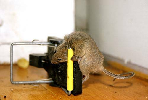 Como obter ratos fora de casa com meios acessíveis?