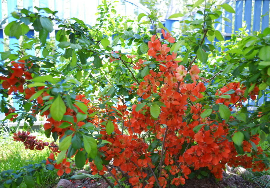Helderroze bloemen op een tak van de Japanse kweepeervariëteit Maulei