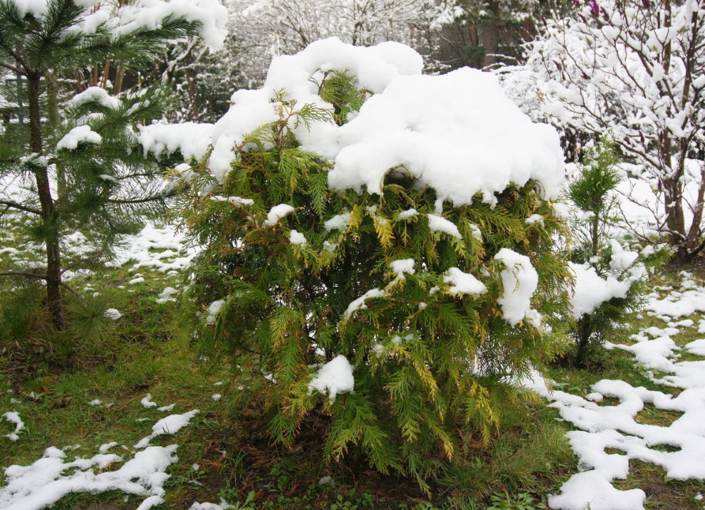 Weißer Schnee auf der Spitze eines grünen Gartens von Thuja