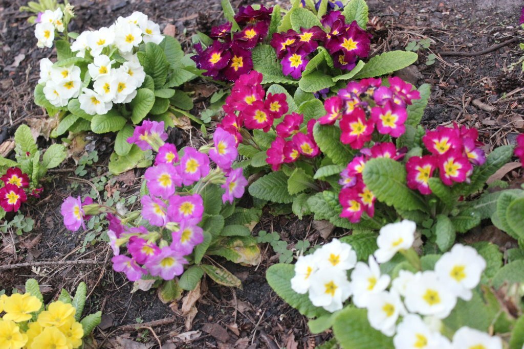 Flerårig hage primrose: foto av hagedesign, planting og omsorg i et blomsterbed