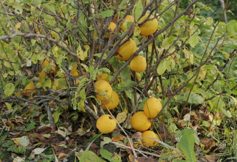 Geelachtige vruchten op de onderste takken van kweepeer