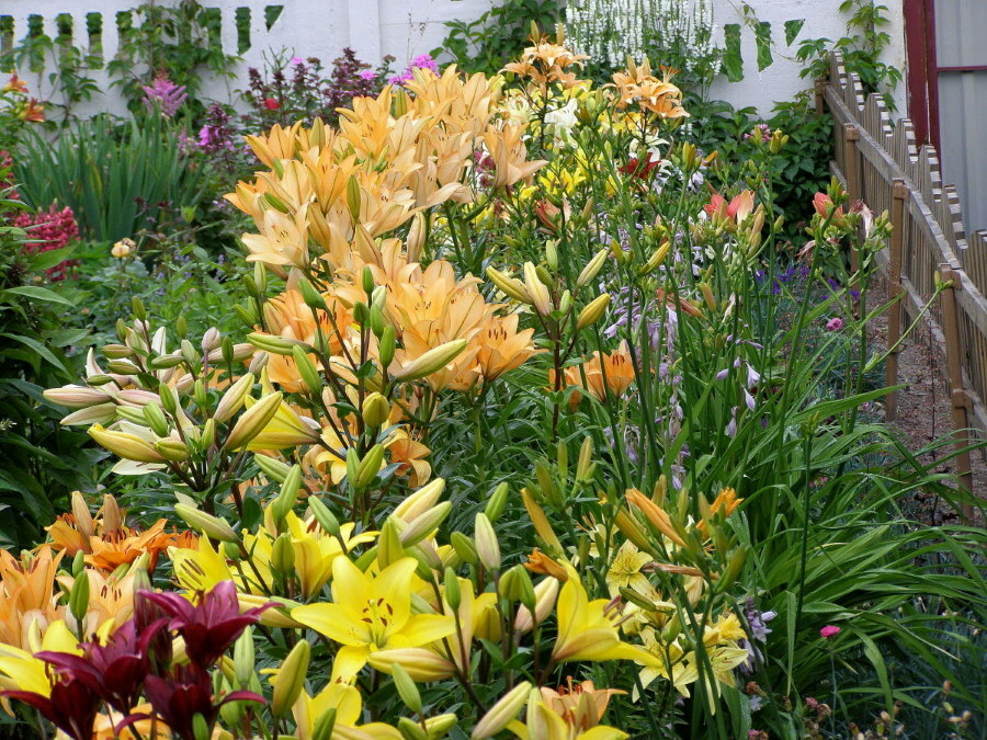 Frontowy ogród z kwitnącymi liliami przy drewnianym płocie