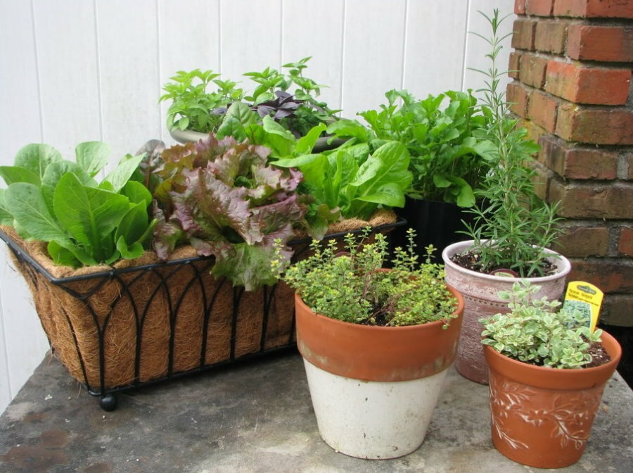 Groenteplanten in container en potten