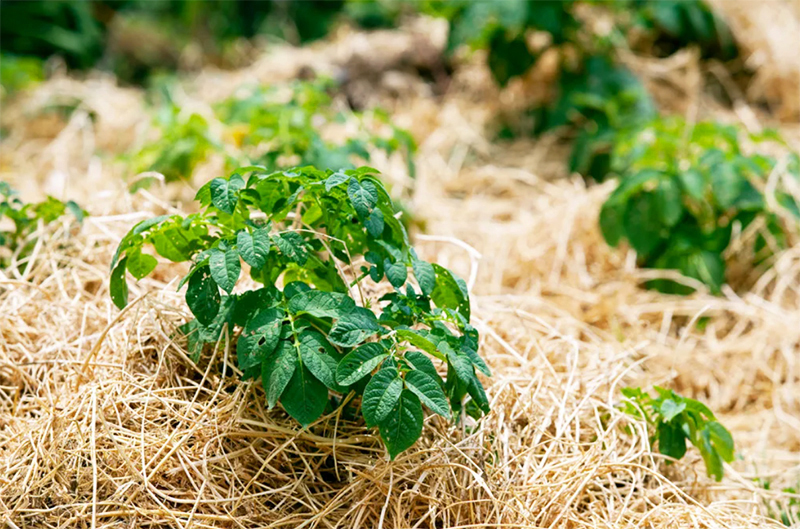 Kosený zelený hnoj je možné použiť na mulčovanie - ďalší spôsob regulácie buriny a vynikajúci spôsob zadržania vlhkosti v pôde.
